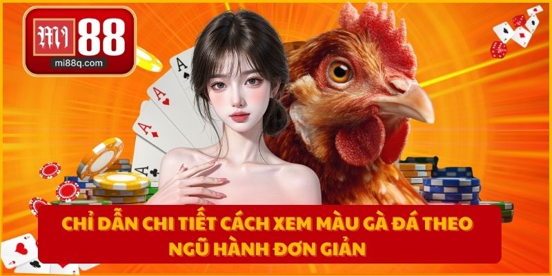 Chỉ dẫn chi tiết cách xem màu gà đá theo ngũ hành đơn giản